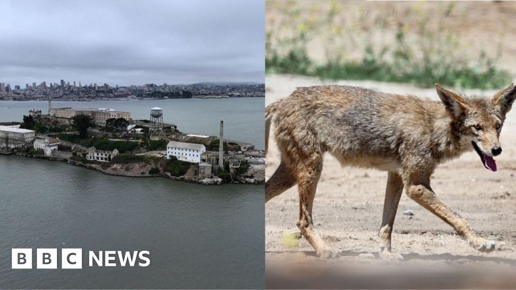 A solitary coyote standing on the rocky, foggy shore of Alcatraz Island, looking across the water at the San Francisco skyline in the distance, moody and cinematic style.