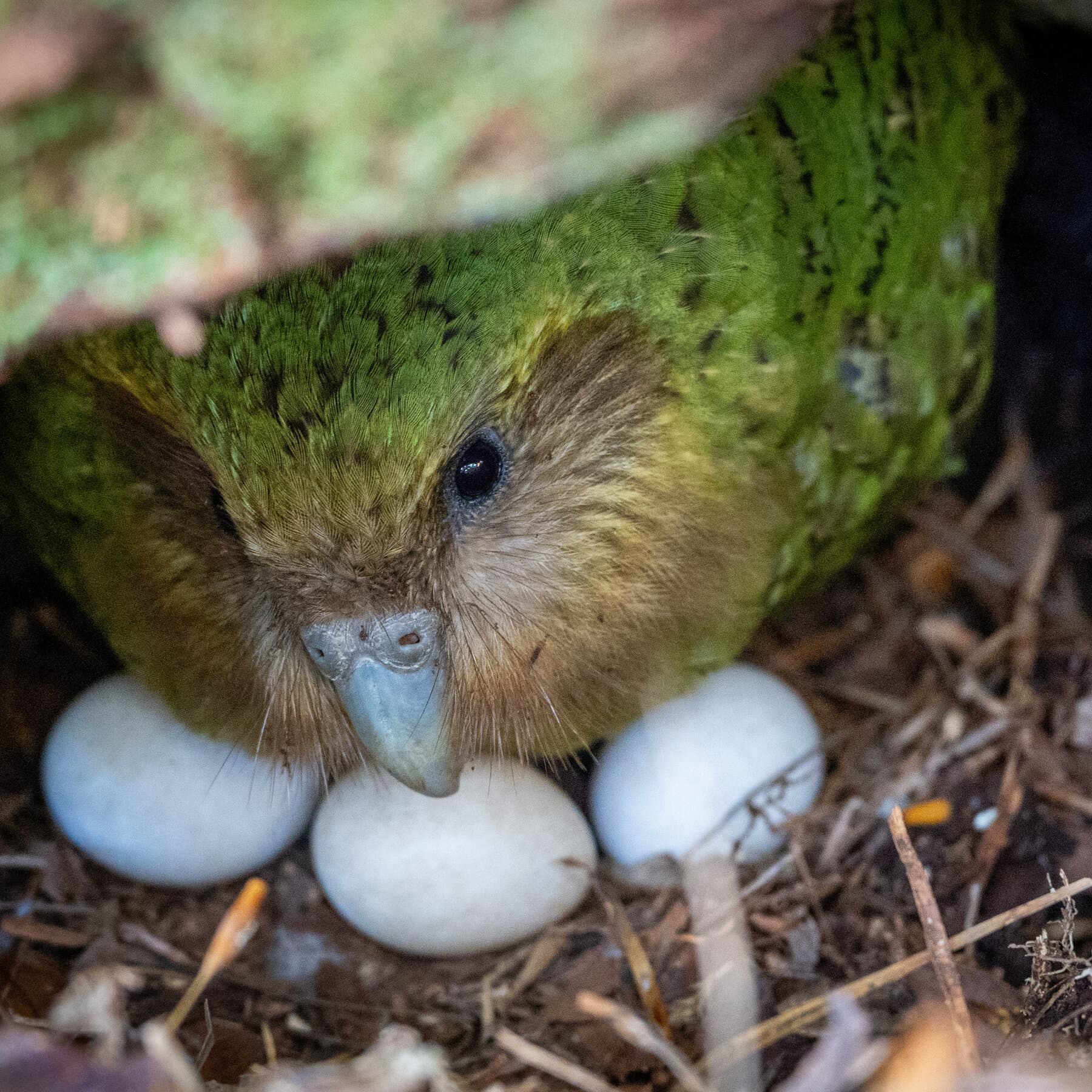 A satirical oil painting in a dark, moody style. A fat, green, flightless Kakapo parrot sits at a fancy dining table in a dark forest. It is wearing a small napkin around its neck. On the plate is a pile of glowing red berries. The bird looks confused and weary. In the background, vague shadows of trees loom. The lighting is dramatic, focusing on the bird's indifferent expression.